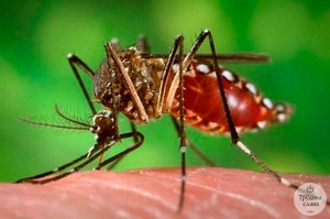 комар роду Aedes